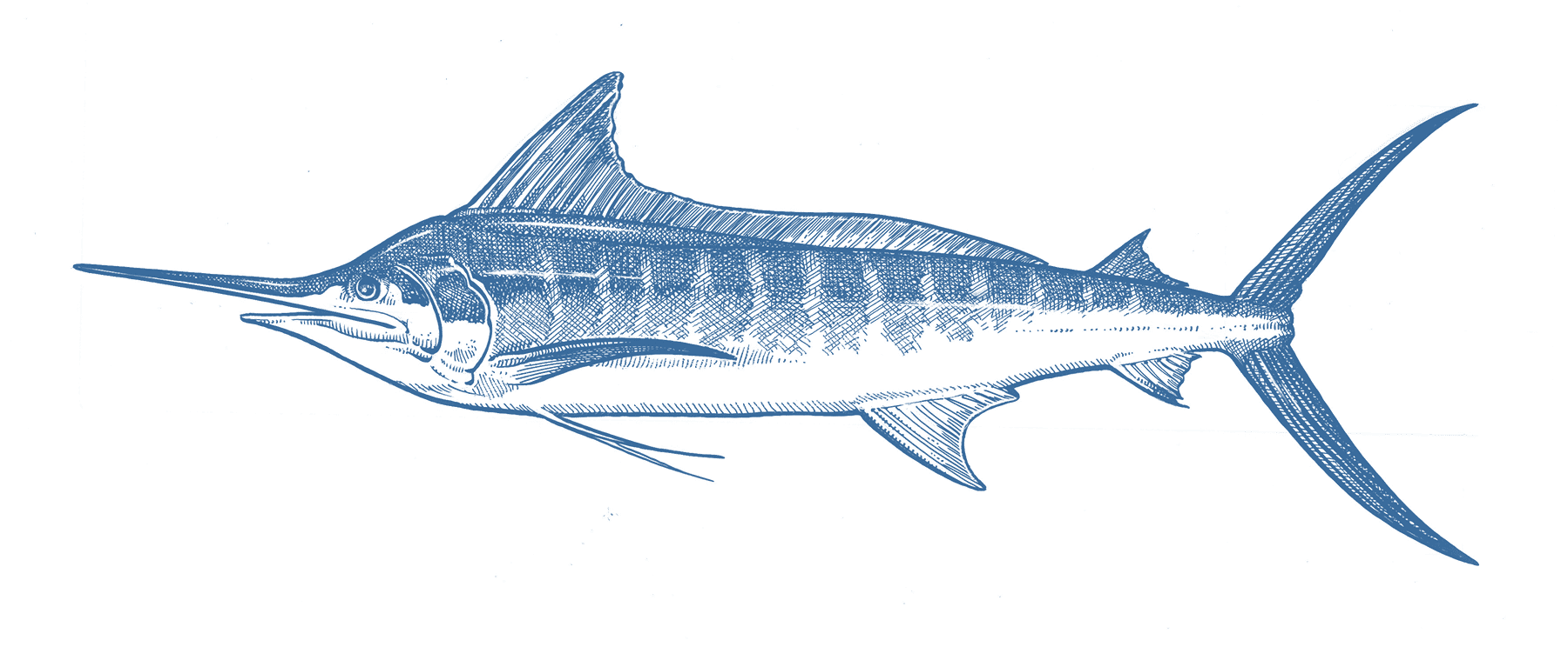 Marlin species in Cabo