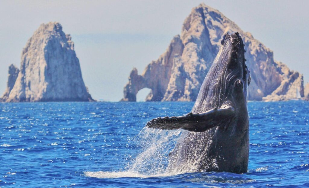 Whales in Cabo