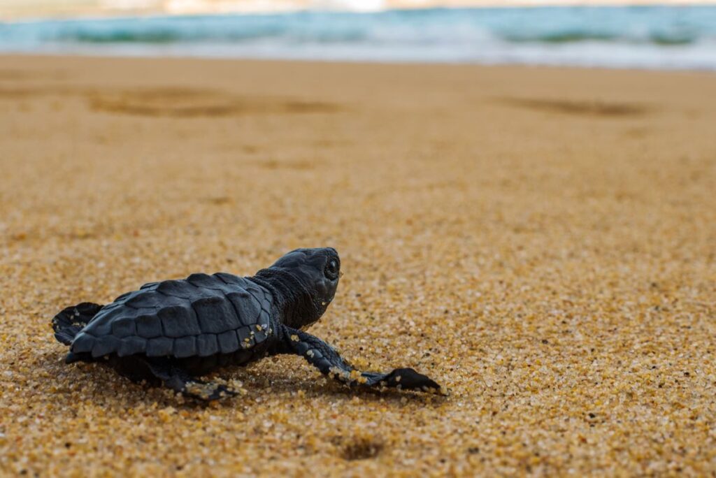 Sea Turtle Release in Cabo