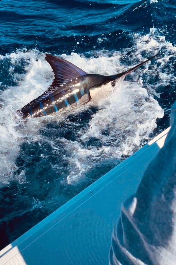 Striped Marlin in Cabo